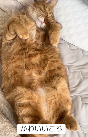 ヘソ天する猫