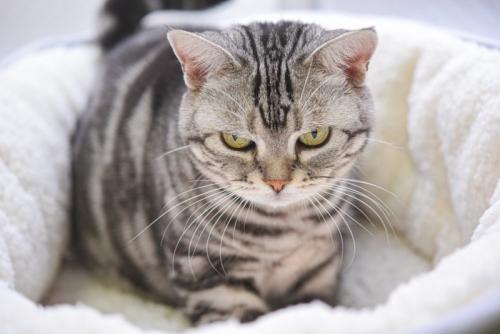 猫ベッドでフミフミ中の猫