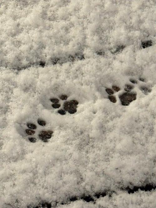 猫の足跡