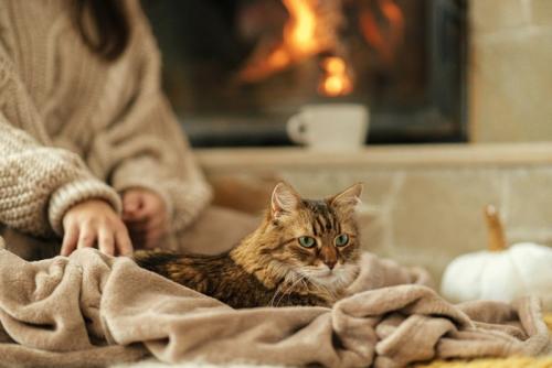 毛布の上でたたずむ猫