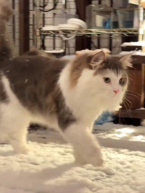 雪の上を歩く猫