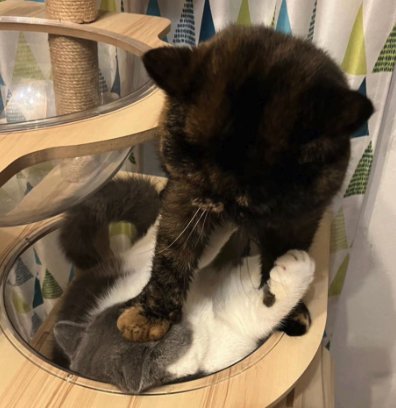 キャットタワーにいる2匹の猫正面やや引き(ボウルに入っている猫のアップ切り抜き)