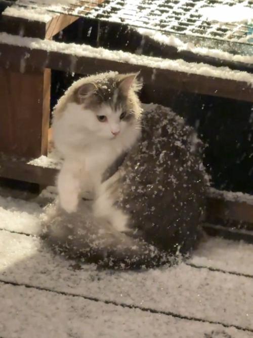 横を向く猫