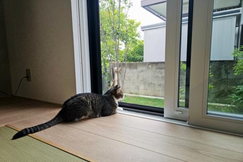 網戸を押す猫