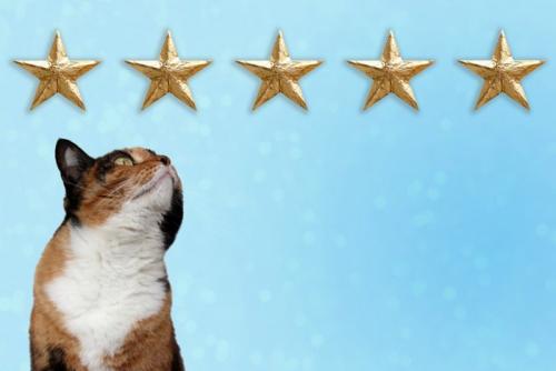 ランキング猫
