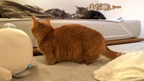 まだ眠い…
