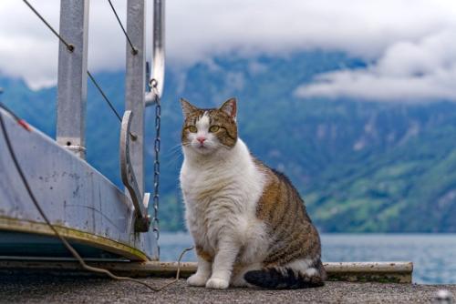 船着場の猫