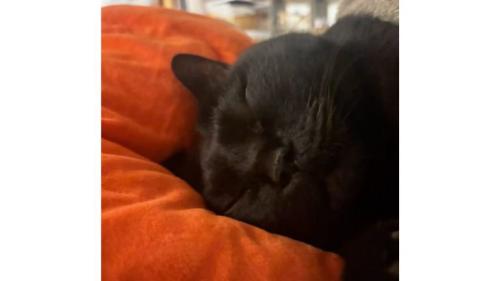 猫の寝顔