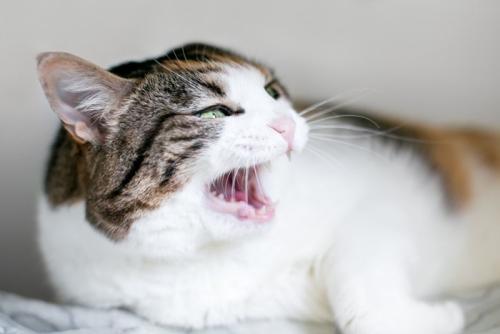 やめてという猫