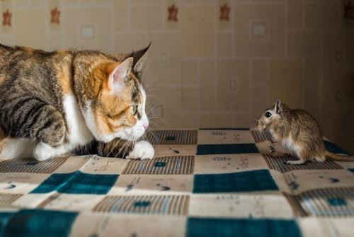 鼠に忍び寄る猫