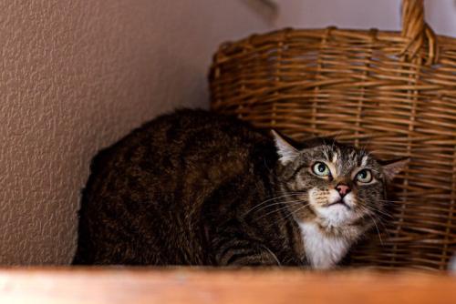 引け腰で怖がる猫