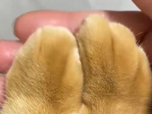 綺麗に揃えられた猫の前足の指