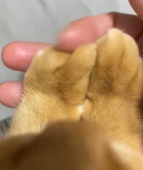 飼い主の指の動きに合わせて動く猫の指