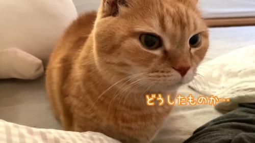 どうしたものか…