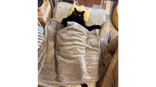 寝転ぶ猫