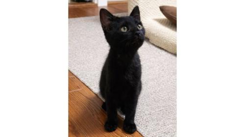 子猫