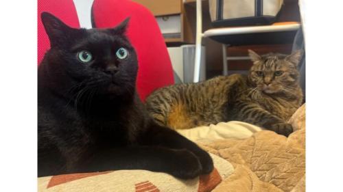 室内にいる猫