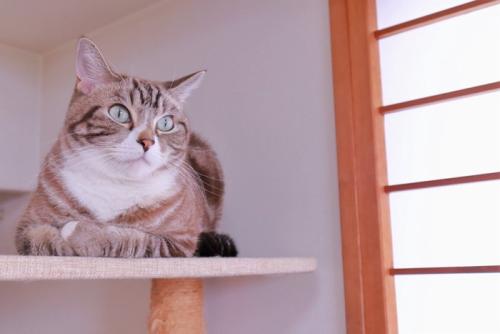 和室にいる猫