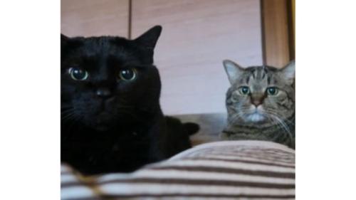 室内にいる猫
