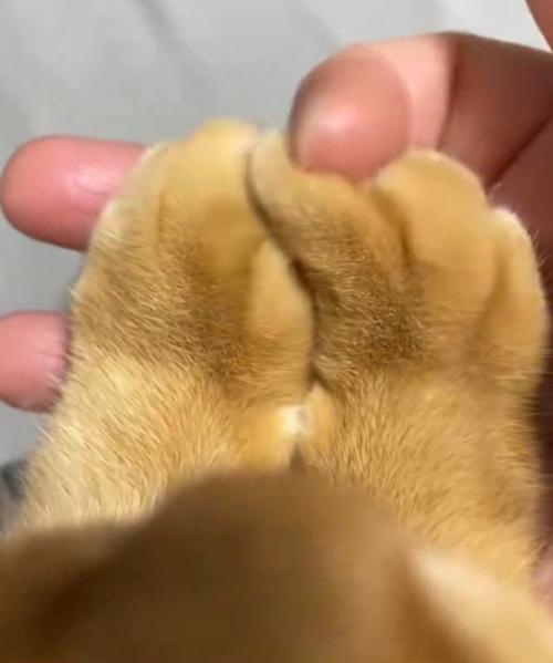 猫の指に添えた自分の指を往復させる飼い主