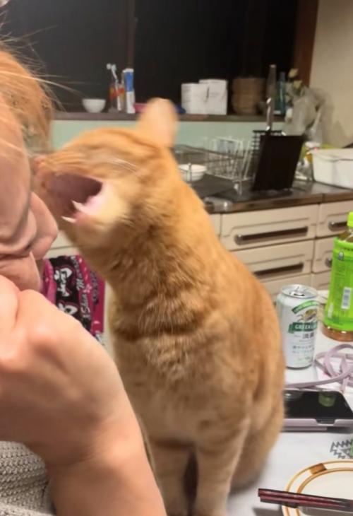 噛み付く猫