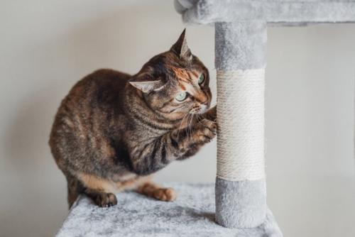 猫の爪とぎ