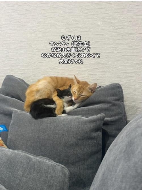茶色の猫と寝る子猫
