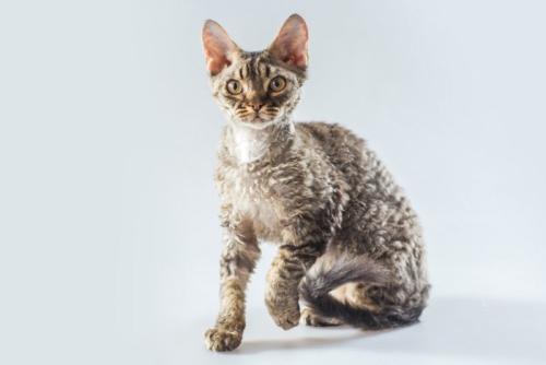 巻き毛猫