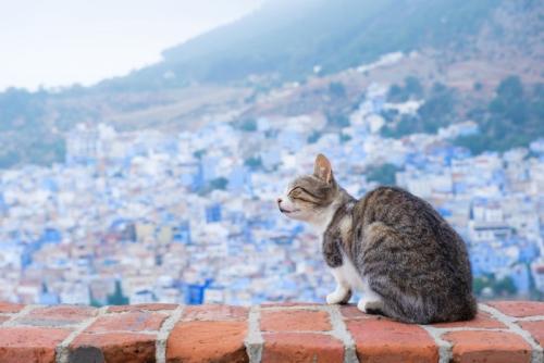 街中でリラックスする猫