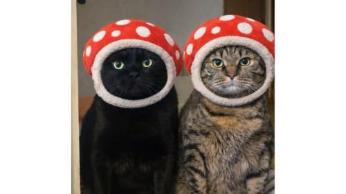 室内にいる猫