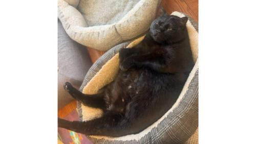 室内にいる猫