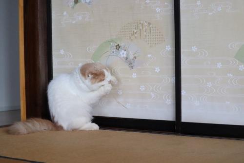 和室にいる猫