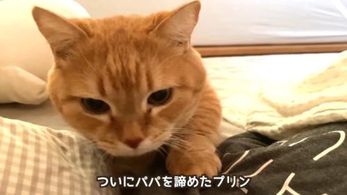 ついにパパを