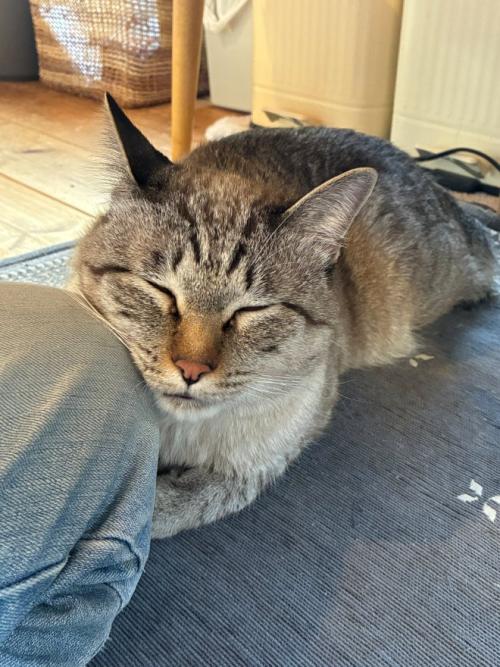 膝にくっついて眠る猫