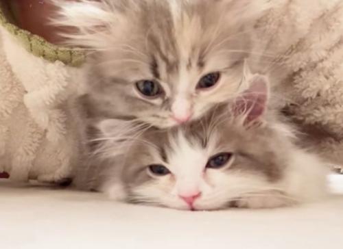 重なって寝ている2匹のミヌエットの子猫