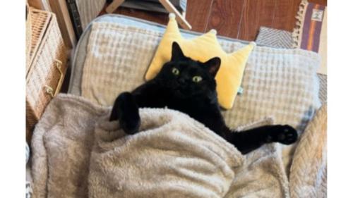 寝転ぶ猫