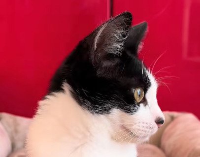 猫の横顔