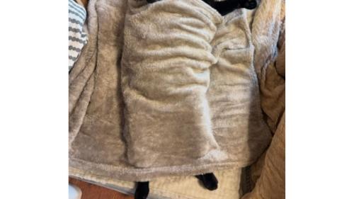 寝転ぶ猫