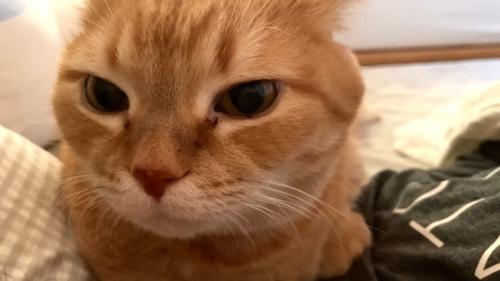 ドアップ