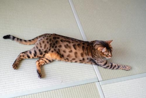 猫と畳