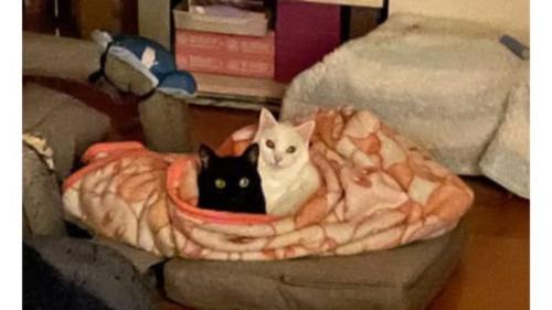 室内にいる猫