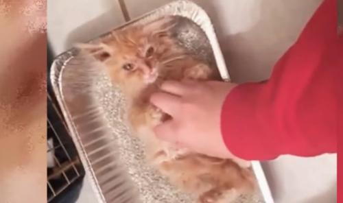 猫砂に寝転ぶチャトラ