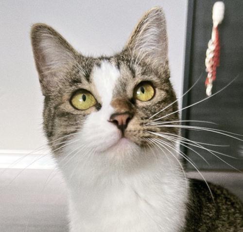 飼い主を見上げる猫の顔