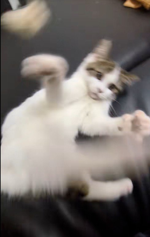 猫じゃらしで遊んでいる子猫