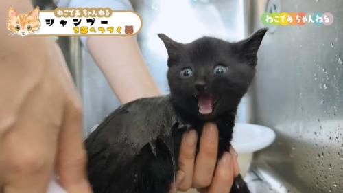 鳴く黒子猫