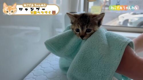 タオルで包まれたキジトラ子猫