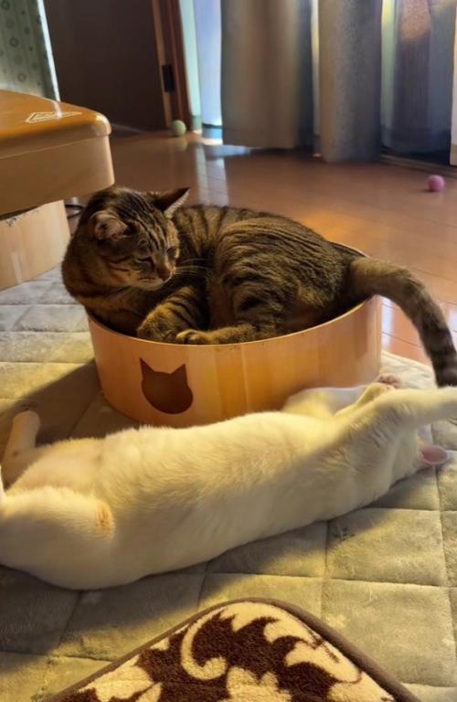 猫のしっぽで遊ぶ猫