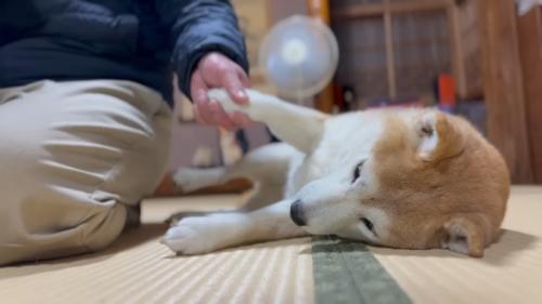 寝転がるももちゃん