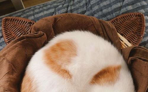 子猫とカゴの間にできた隙間