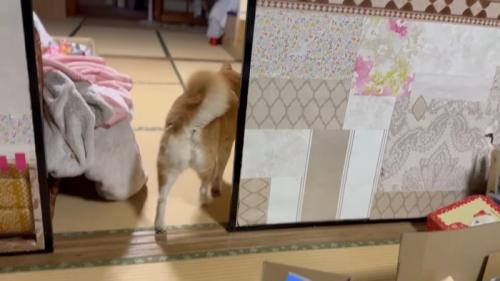 ももちゃんの後ろ姿